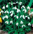 MUUT KUKKASIPULIT GALANTHUS