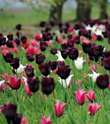100 kpl 250 kpl 351504 Colour Boost Tulppaani-mix, sipulikoko