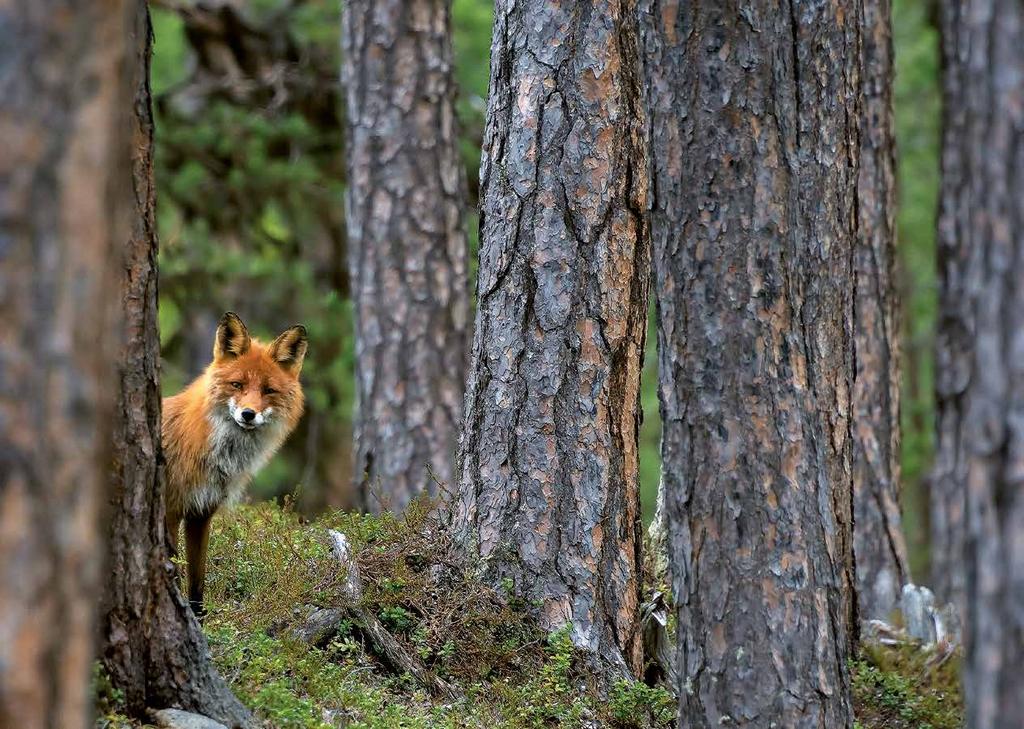 Metsälaki uudistetaan ottamaan paremmin huomioon metsälajien tilanne sekä ilmastovaikutukset. LAINSÄÄDÄNTÖ 1.