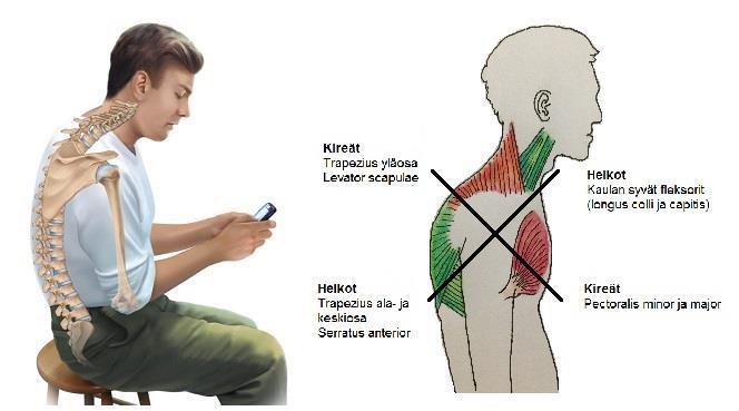 ETUKUMARASSA ASENNOSSA Lihakset työskentelevät pareittain: