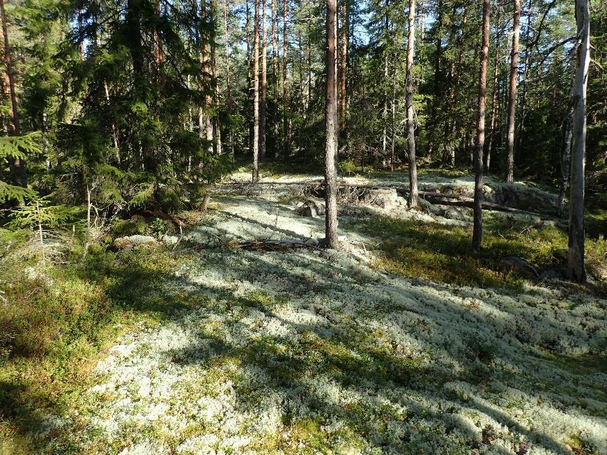 7 Inventointi FCG Suunnittelu ja Tekniikka Oy on laatimassa tuulivoimapuiston osayleiskaavaa Iitin Perheniemessä.