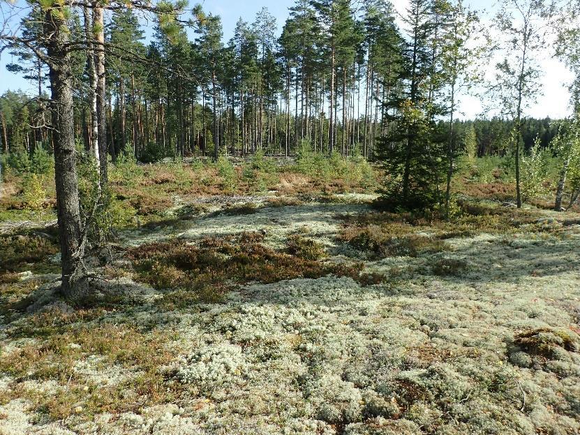 8 Tulos Tuulivoimalan suunnittelualueelta ei tunnettu ennestään kiinteitä muinaisjäännöksiä tai muita suojeltavia kulttuuriperintökohteita.