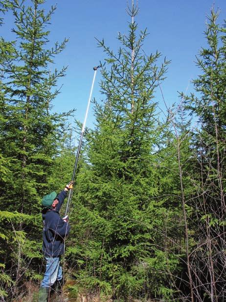 Tutkimukset ovat jatkoa hänen vuonna 2004 ilmestyneelle metsäpuiden vuotuista kasvurytmiä käsitelleelle väitöskirjatyölleen.