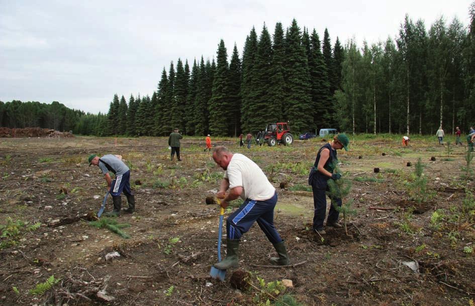 Toiminta metsänjalostusohjelmassa vuonna 2008 MMT Seppo Ruotsalainen Punkaharjulta käsin johdettiin vuonna 2008 männyn ja haavan jalostusta.