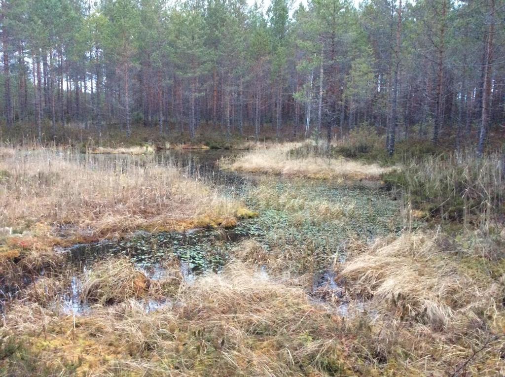 POHJAVESIALUEIDEN TUTKIMUKSET 5 Supinlähteiden virtaama on silmämääräisesti arvioituna 500-1000 m 3 /vrk (21.11.2015). Aistinvaraisesti arvioituna purkautuva vesi on hyvälaatuista.