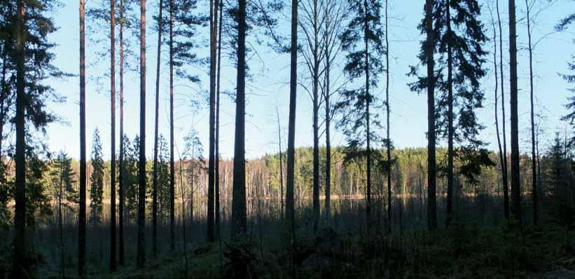 Kuvauspiste 15. Näkymä Pikku-Munakkaan rannasta kohti Kivivuorta.