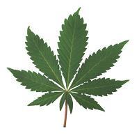 And the drugs Cannabis is the most commonly used drug in Finland It is particularly harmful to the young