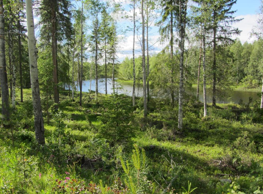 MAANKÄYTÖN