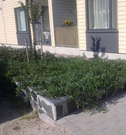 omenapuu, syreeni, tuomi, kirsikka). - Lähelle katualuetta sijoittuvat rakennukset tulisi rajata katualueesta pensas- ja pienin puuistutuksin tai istutusaltailla.