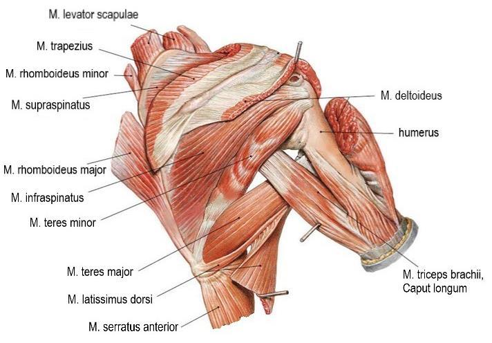 12 Kuva 4. Olkapään lihaksisto (Sobotta 2011, 169, muokattu) M. supraspinatus kiinnittyy supraspinatus fossan mediaaliseen osaan ja supraspinosus faskiaan.