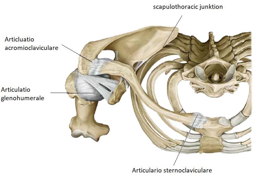 8 Sternumin ja claviculan välinen nivel on nimeltään articulatio sternoclavicularis. Processus coracoideuksen ja claviculan välisestä nivelestä käytetään nimeä articulatio acromioclavicularis.