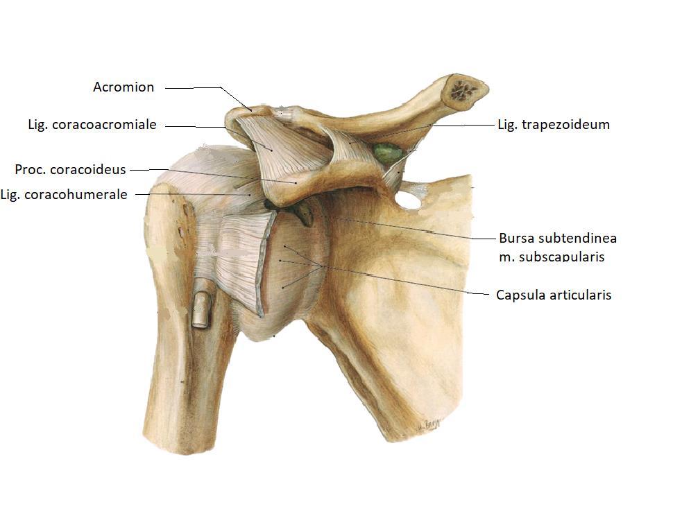 9 raaliligamentisto koostuu superiorisesta, inferiorisesta ja mediaalisesta ligamentista. Ne tukevat olkaniveltä etu- ja alapuolelta.