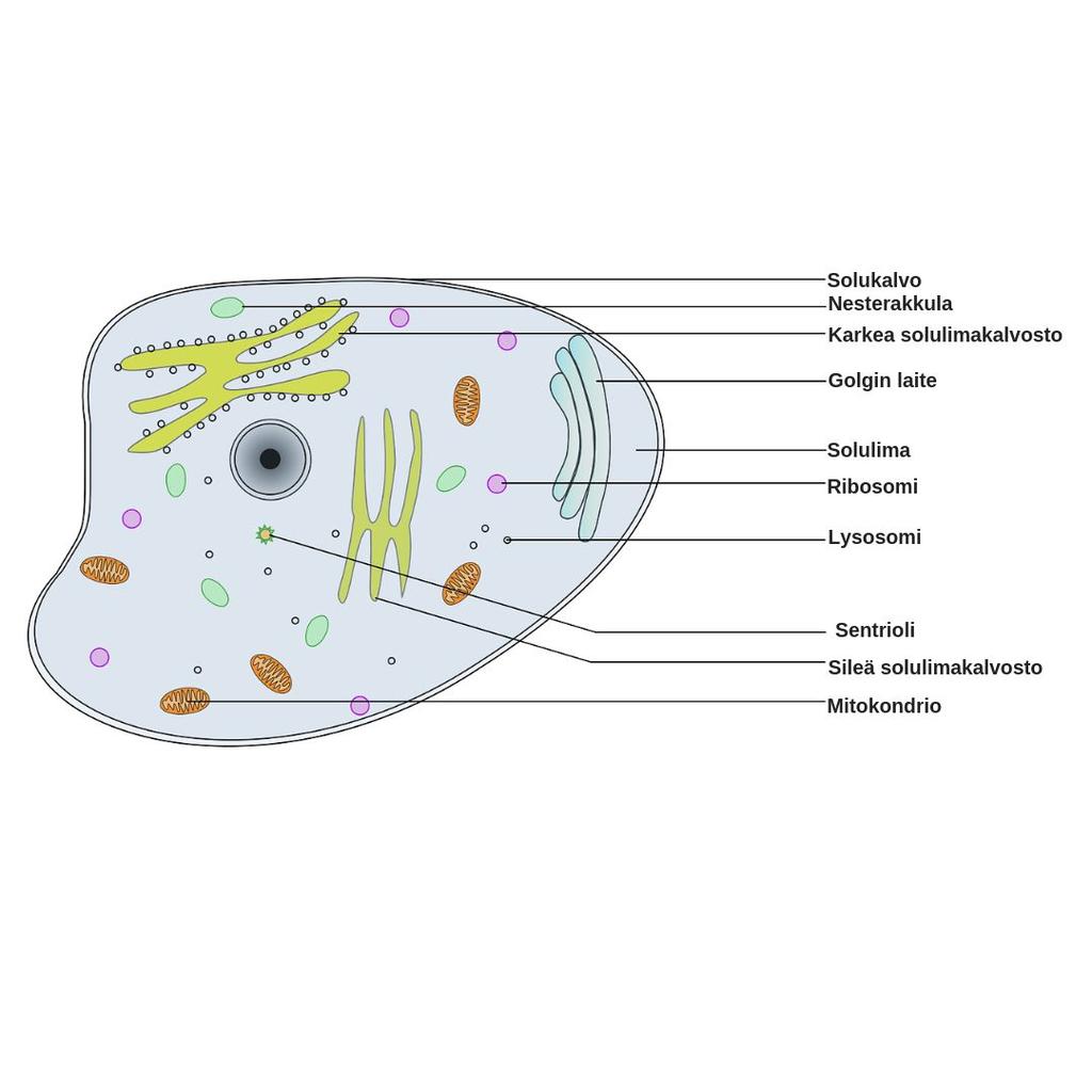 Vertaa esitumaisen ja aitotumaisen solun rakennetta keskenään. Mitä eroa eläinsolun ja kasvisolun rakenteessa on?