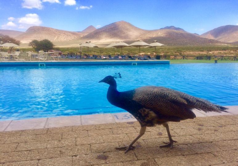 Safari loppuu kello 16:30, jolloin voimme kaikki vielä rentoutua Aquila Infinity Poolilla ja pestä päivän pölyt pois.