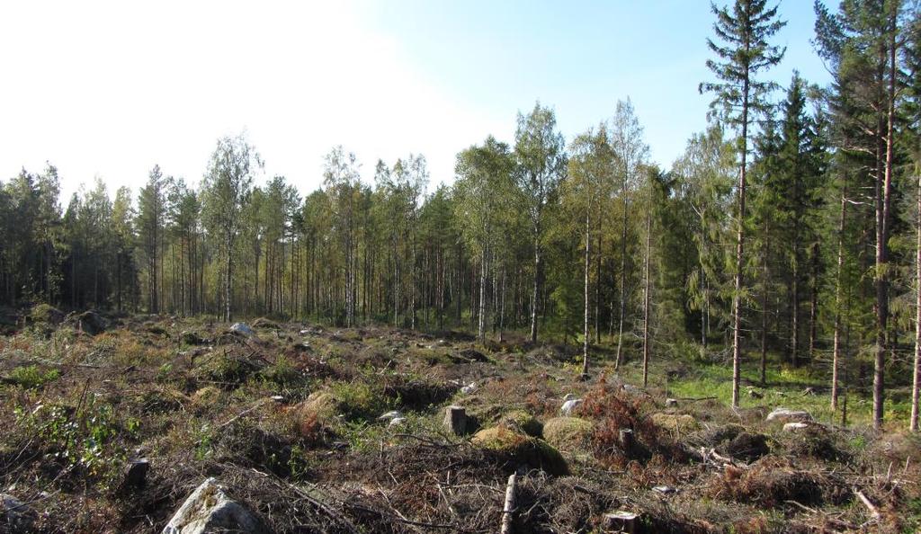 Kaava-alueen etelä- ja luoteisosassa esiintyy myös paikoitellen lehtipuita.