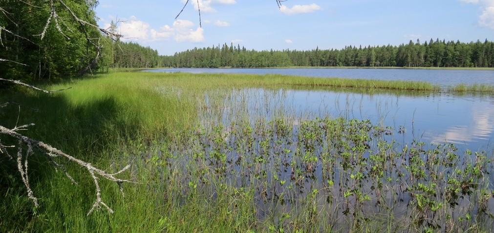 Pitkäjärven vesialue on varsin laaja ja nykymääräysten mukaiset rakentamis- ja jätevesimääräykset estävät vedenlaadun merkittävän heikentymisen. Kuva 1. Asemakaava-alueen vesi- ja rantakasvillisuutta.