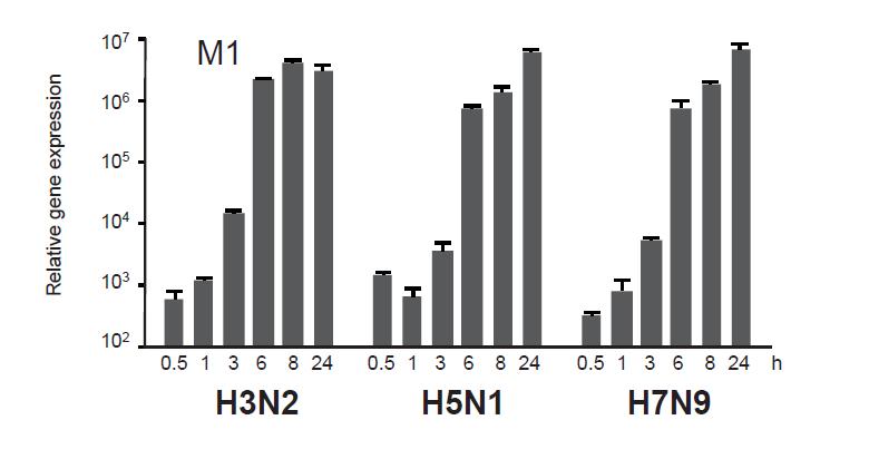 Lintuinfluenssavirukset H5N1 ja H7N9 lisääntyvät hyvin ihmisen immuunisoluissa (dendriittisolut) ja saavat aikaan voimakkaan inflammatorisen vasteen (H5N1) Arilahti