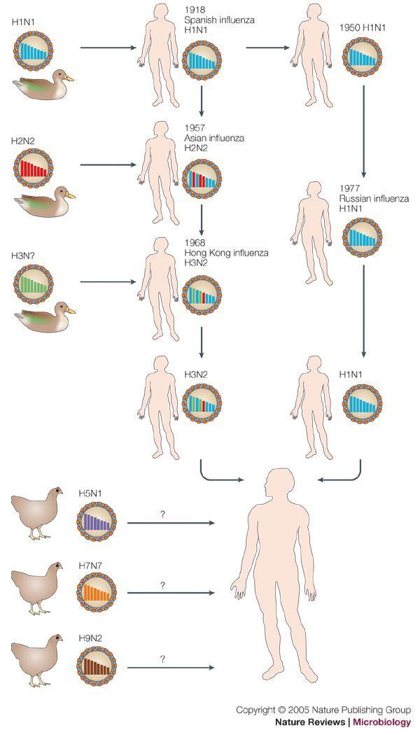 Viimeisen 100 vuoden aikaiset pandeemiset influenssa A-virukset Chest Radiographs. Kuolleisuus ~1.9% new genes PB1 H2 N2 Kuolleisuus ~0.14% PB1 H3 Kuolleisuus ~0.