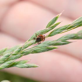 tabletteina annettavalla 2 3 viikon antibioottikuurilla. Jos tauti on edennyt laajemmalle elimistöön, joudutaan hoidossa useimmiten turvautumaan laskimonsisäiseen antibioottilääkitykseen.