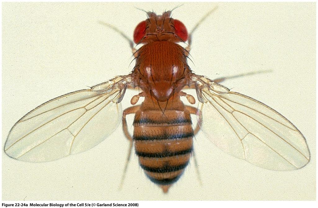 Drosophila on