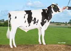 VH Baylor HOL 98346 I: Battlecry ET II: Balisto EI: G-Force EEI: VH Bismark gntm +35 Paljon maitokiloja Elinvoimaiset vasikat Jalkarakennetta Tuotosindeksi 121 Maito kg 111 Rasva kg 123 Valk.