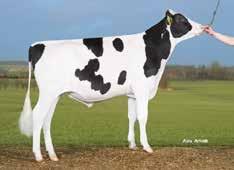 VH Smoodie HOL 98641 I: VH Skipper II: Sundance EI: VH Miguel EEI: D Limbo gntm +33 Loistavat terveysominaisuudet Korkea rasva-% maidossa Elinvoimaiset vasikat Tuotosindeksi 114 Maito kg 102 Rasva kg