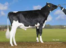 VH Recruit HOL 98558 I: VH Radium II: Rocky EI: Boss EEI: Massey gntm +32 Hieno runko Tyttärillä helpot poikimiset Hyvin kiinnittynyt utare Tuotosindeksi 117 Maito kg 113 Rasva kg 114 Valk.