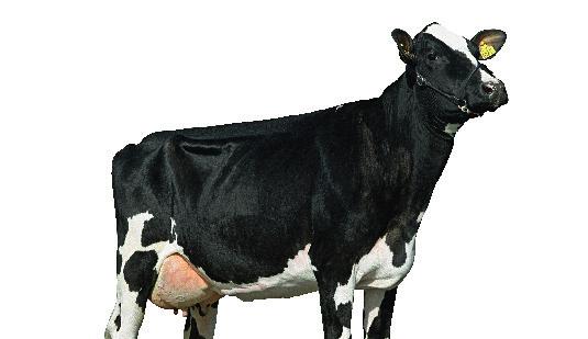 MAHDOLLISTA