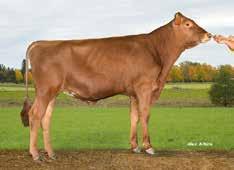 VR Guidett FAY 47899 I: VR Grolle II: VR Grant EI: VR Hammer EEI: VR Fergus gntm +30 Hyvin nopealypsyiset tyttäret Hyvä utareterveys Upea muoto utareessa Tuotosindeksi 116 Maito kg 106 Rasva kg 118