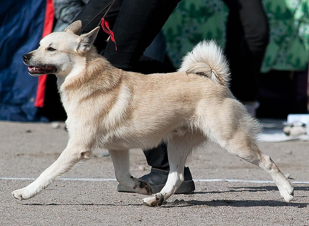 Kulmauksiin tulisi kiinnittää huomiota, liian suoria tai ylikulmautuneita takaosia ei saisi suosia.