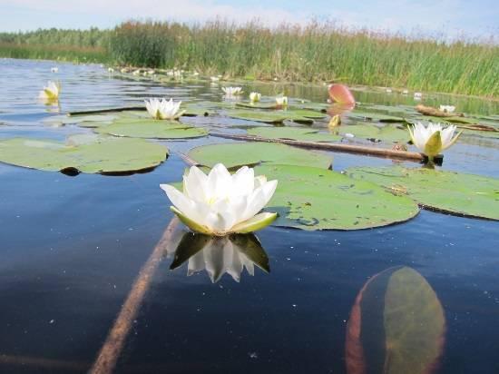 Lapväärtin-Isojoen vesistöalueella tapahtuu (5) Blomträsketin lintuvesikunnostus: 2016-2017: Taustaselvitykset: