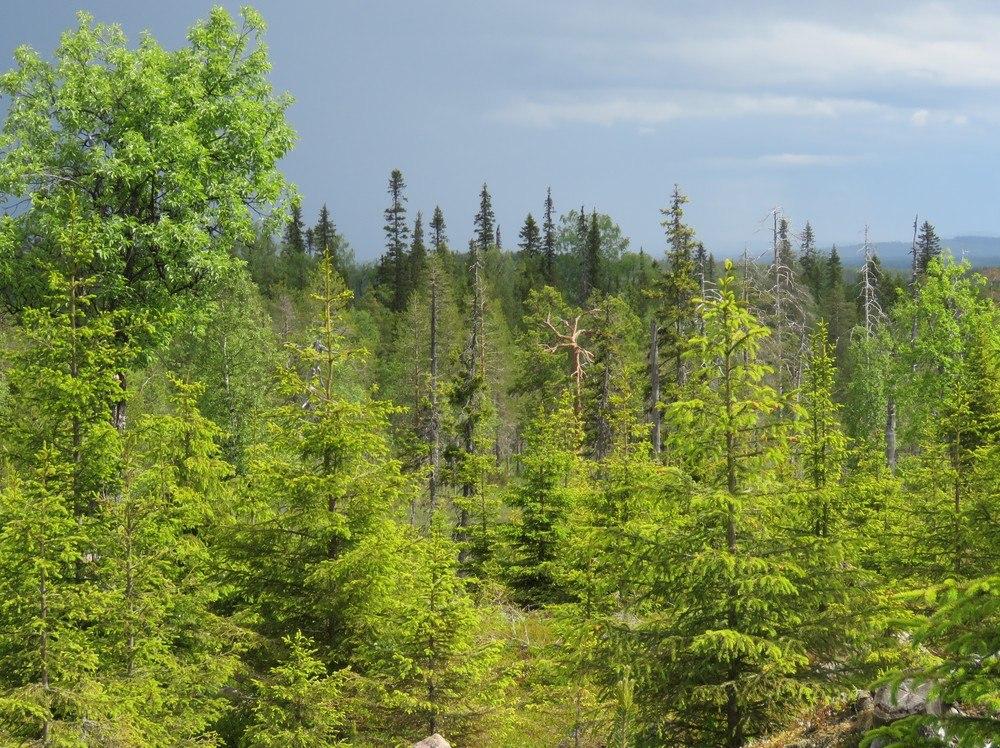 Kuusamo, Posio 2016 Maaningan