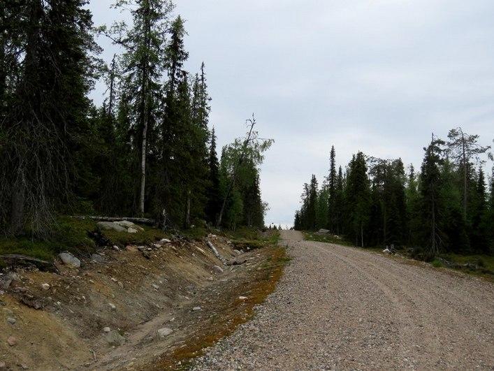Linjaus Suovavaaralla uuden metsätien vieressä, kuvattu kaakkoon.