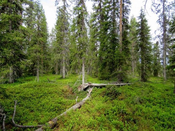 20 Kuva 5. Linjaus Kypäräselänteellä kuvattu luoteeseen.