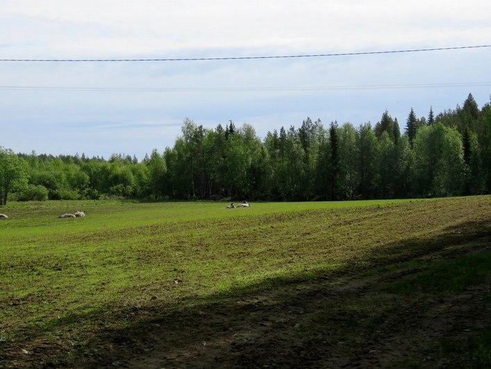 Laaja moreeniharjanne, kuivahko kangas,