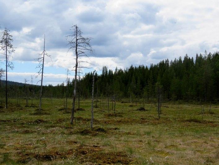 Tasainen kuivahko kangas, taimikkoa, muokattu. Kuva 18.