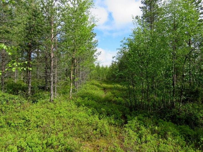 25 Kuva 20. Linjaus Korkeakankaalla kuvattu koilliseen. Alue on avohakattu ja muokattu. Kuva 21.