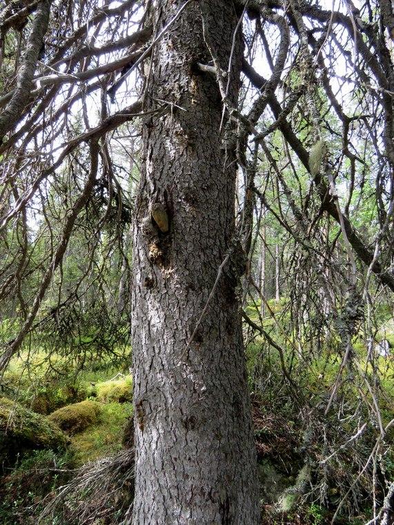 31 2. Kuusamo Alimmainen Salmijärvi NE 2 Mj-rekisteri: Laji: Tyyppi: Tyypin tarkenne: Ajoitus yleinen: Lukumäärä: Rauhoitusluokkaehdotus: Paikkatiedot: Karttanumerot: TM35-lehtijako vanha