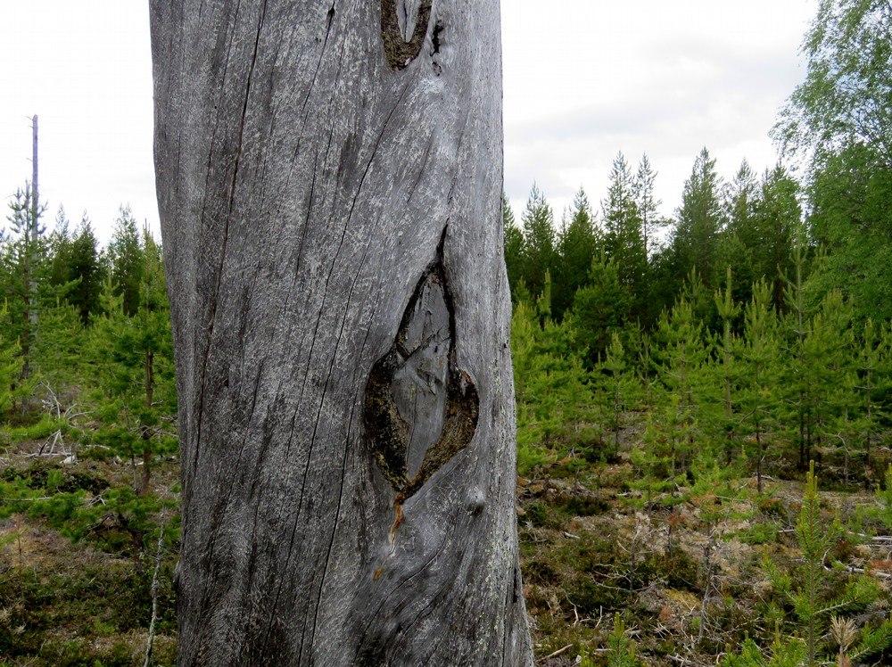 32 8. Posio Tervalampi Mj-rekisteri: Laji: Tyyppi: Tyypin tarkenne: Ajoitus yleinen: Lukumäärä: Rauhoitusluokkaehdotus: Paikkatiedot: Karttanumerot: TM35-lehtijako vanha yleislehtijako Koordinaatit: