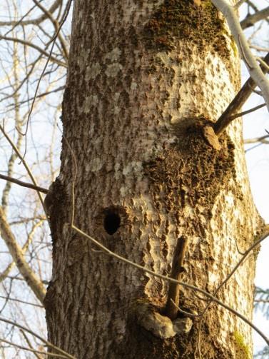 Kohde tulisi jättää hakkuiden ja rakentamisen ulkopuolelle. Metsä on luontoarvoiltaan erityisen merkittävä ja se olisi suojelualueena hyvä jatke Savonsuon tervalepikot -luonnonsuojelualueelle.