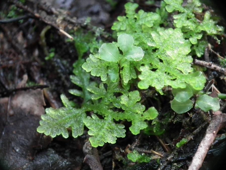 9.2. Keltamataran Galium verum (VU) kasvupaikka Harjunmäki paahdealue Ks. 12. Muut arvokkaat elinympäristöt: Harjunmäki paahdealue. 9.3.