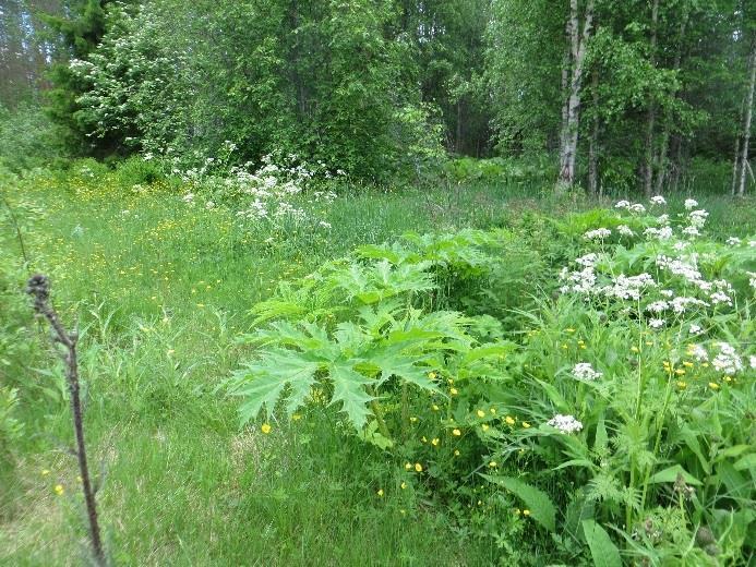 Pyhännän keskustan alueella on maisemallisesti huomioitavaa puustoa, kuten vanhoja koivuja järven rannan puistoalueella. Järveltä näkyy Kontioniemessä kaksi vanhaa käkkyräistä mäntyä.