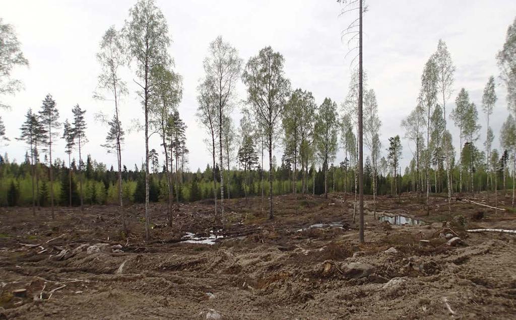 12 Suunnittelualueen maan pintakerrokset ovat turvetta ja siinä on suuria irtokiviä.