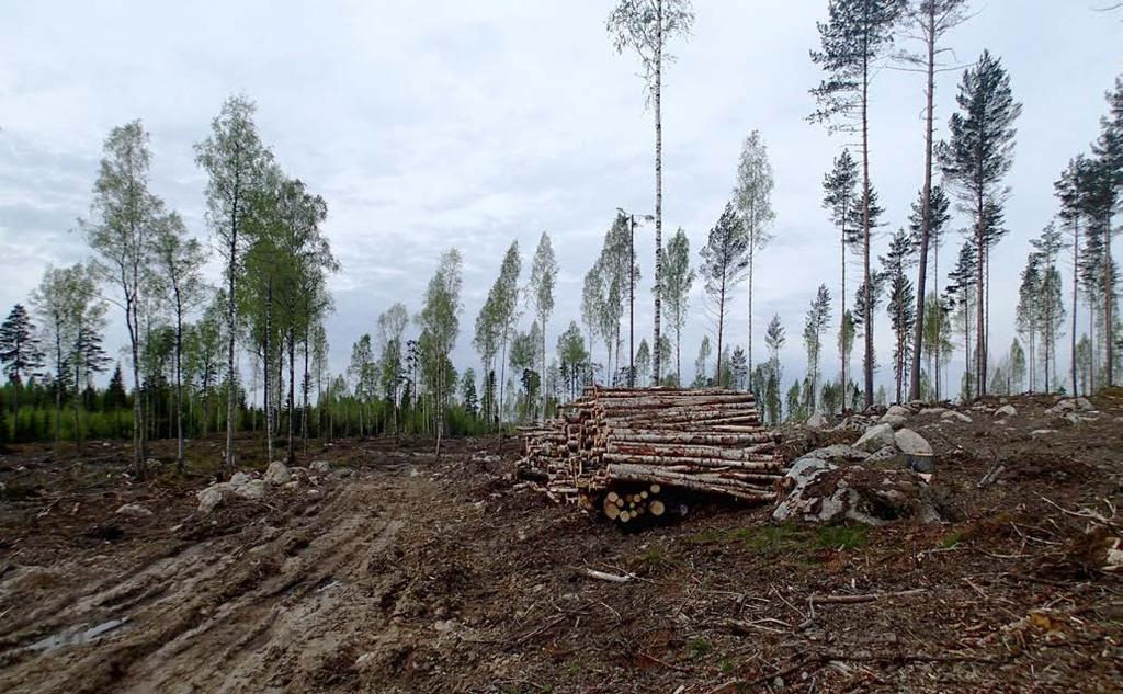 Alueen keskellä kosteita ja vetisiä painanteita, joita on ojitettu hakkuiden yhteydessä. Kuvat suunnittelualueelta on otettu toukokuussa 2015.