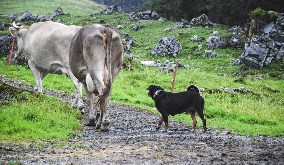 2. RODUN TAUSTA Alkuperä ja käyttötarkoitus Sveitsinpaimenkoiriin eli ns. sennenkoiriin, kuuluu neljä eri rotua: appenzellin-, bernin-, entlebuchin- ja isosveitsinpaimenkoira.