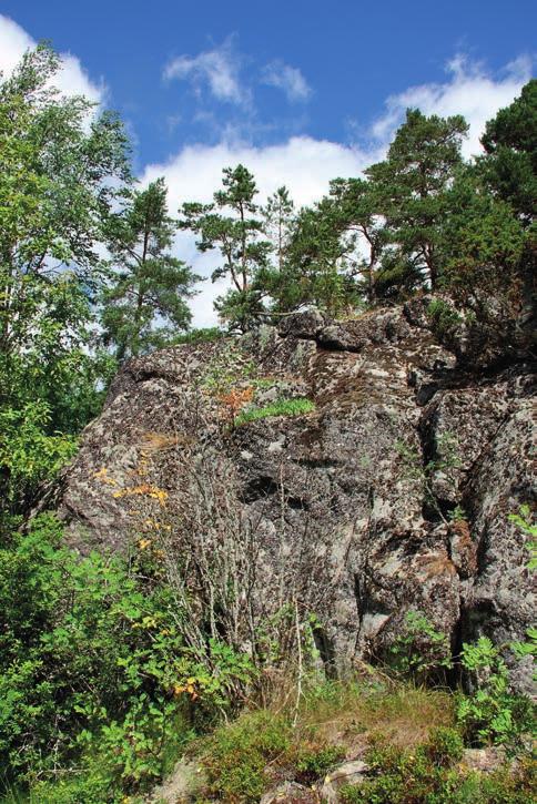 Suomen Luontotieto Oy LIITE 6 Naantalin Kukolan teollisuusalueen asemakaavan muutosalueen luontoarvojen