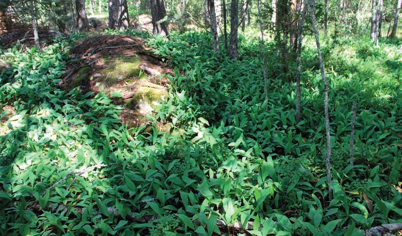 Suomen Luontotieto Oy Naantalin Kukolan teollisuusalueen asemakaavan muutosalueen luontoarvojen perusselvitys 2013 Pellonreunusketo lohkon 7 alueella Lohko 8 Alueen länsireunassa on näyttävä