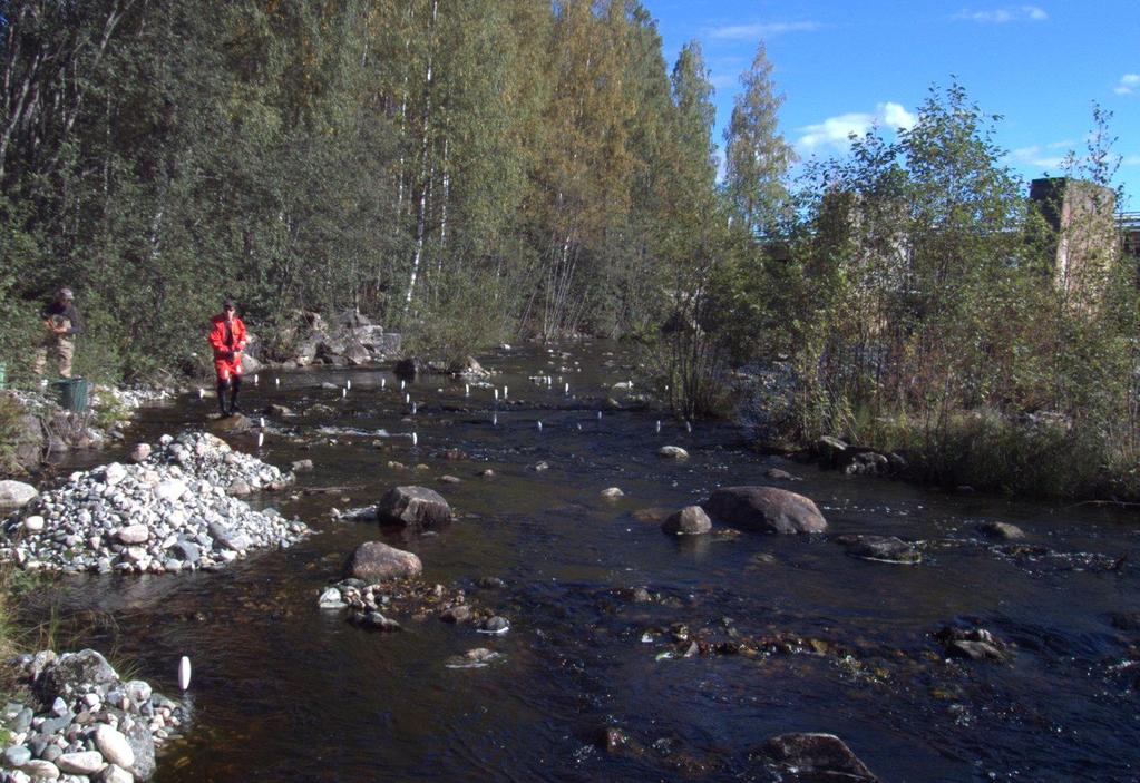 Mikä kelpaa poikasille