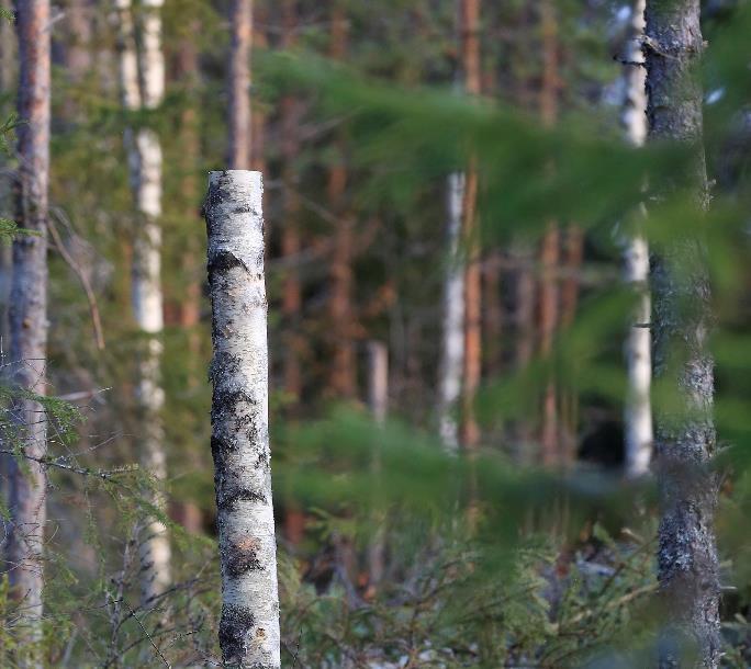 tilalle perustetaan aina uusi Käytämme kotimaisia puulajeja ja taimia Hyvä metsänhoito auttaa pitämään