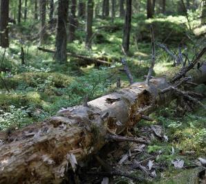 Säästö- ja lahopuusto turvaa monimuotoisuutta Metsälajistossamme on paljon lahopuuriippuvaisia lajeja.